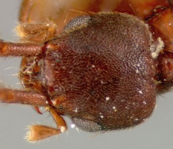 Media type: image;   Entomology 27523 Aspect: head dorsal view